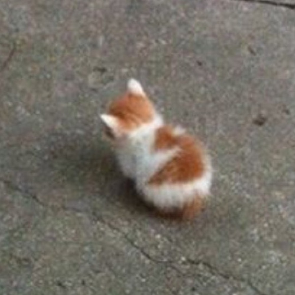 Meet your Posher, Haniah